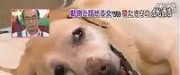 要讓人類(lèi)聽(tīng)懂動(dòng)物的語(yǔ)言，AI還需克服哪些難題？