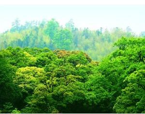 全國碳市場開始階段不搞期貨，不征碳稅，增加林業(yè)碳匯交易