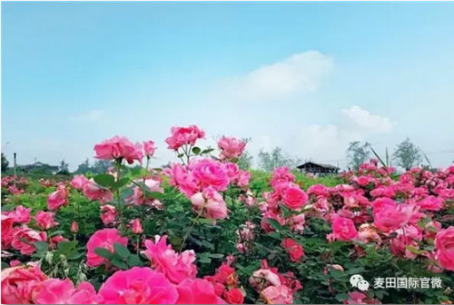 麥田國(guó)際——麥田里的守望者，“互聯(lián)網(wǎng)+農(nóng)業(yè)”的先行者