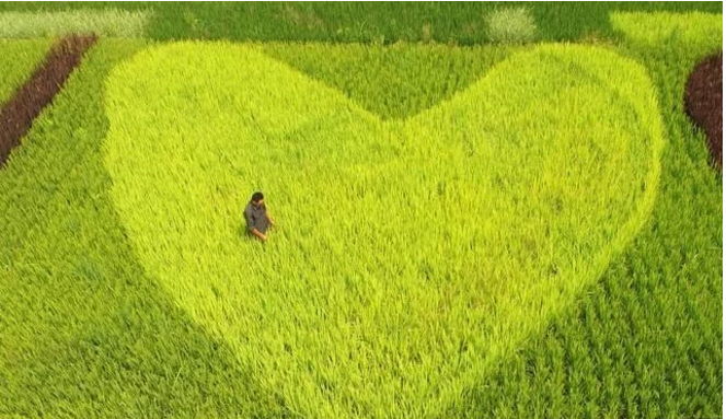互聯(lián)網(wǎng)給農(nóng)民農(nóng)業(yè)帶來(lái)了什么？本文告訴你！