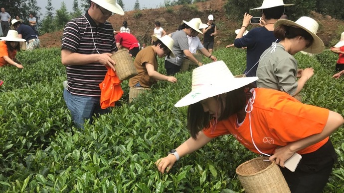 這片北緯30°的優(yōu)質(zhì)茶園，探索了產(chǎn)業(yè)扶貧擁抱“互聯(lián)網(wǎng)+“新路