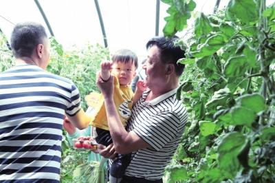 河南休閑農業(yè)的熱與冷：既要與互聯網深度融合 還要與二三產業(yè)高效鏈接