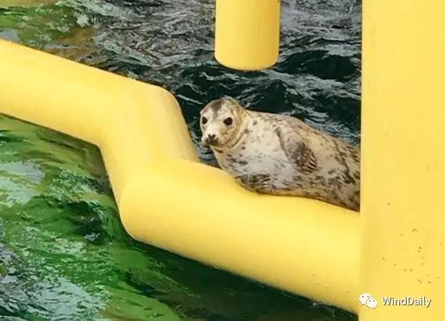 海上風(fēng)電破壞海洋生態(tài)？海豹：想多了！